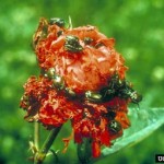 玫瑰上的日本甲虫。照片由M. G. Klein拍摄，Bugwood.org