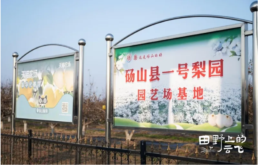 阿里云砀山梨园：当2500年老树遇见“数字哨兵”