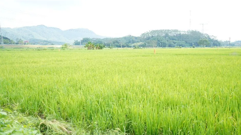 1772182130126333.jpg 3.jpg