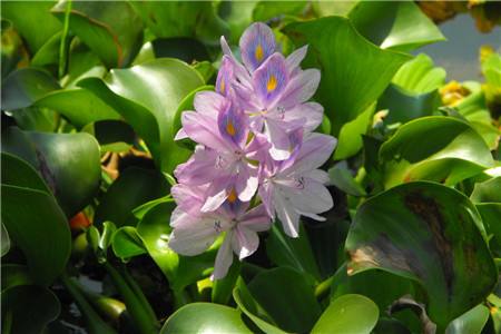 花草病虫害防治秘籍